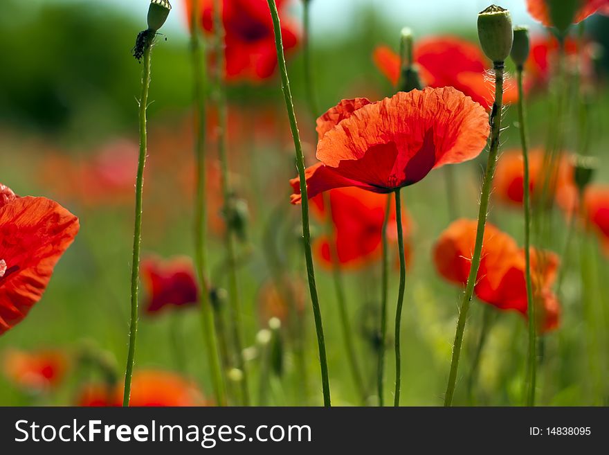 Poppies