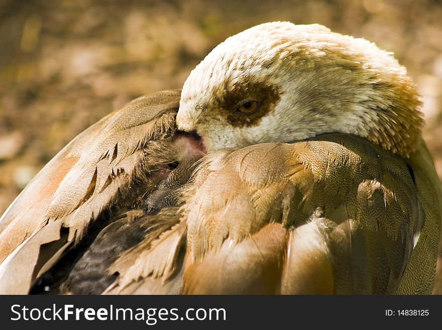 Wild Duck hiding his head under its wing.