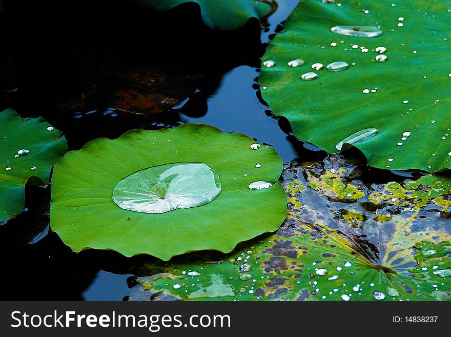 Lotus Leaf in pond