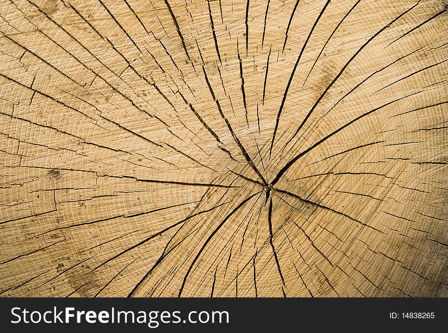 Tree Rings