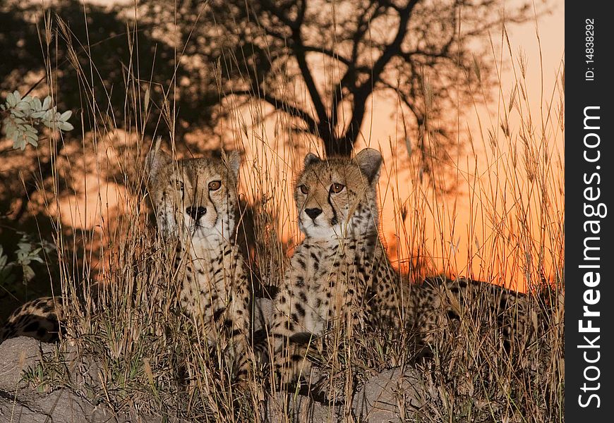 Cheetahs at Sunrise with orange sky