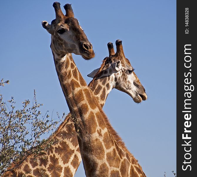 Intertwined Giraffes in Kruger Park, South Africa
