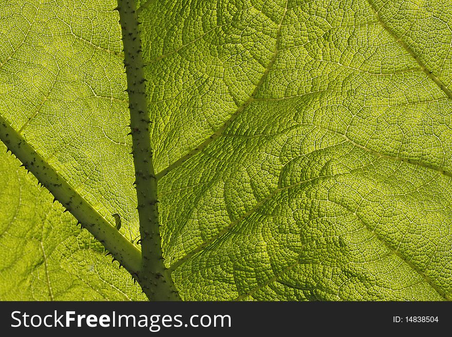 Giant rhubarb, leaf with structures