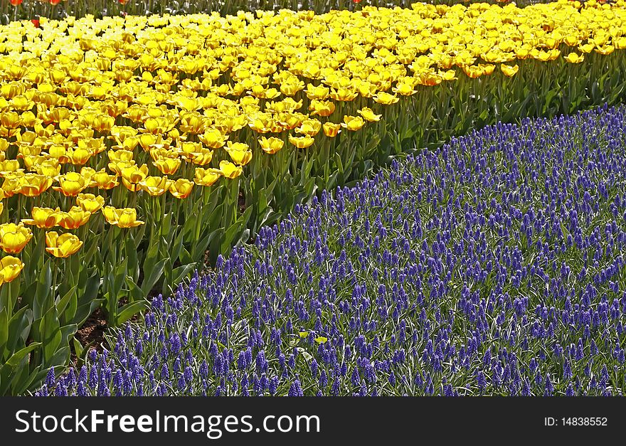 Grape Hyacinth, Flowerbed With Muscari Armeniacum