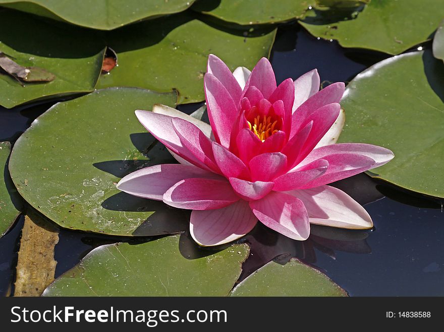 Nymphaea-Hybrid, Water-Lily in a pond in Germany