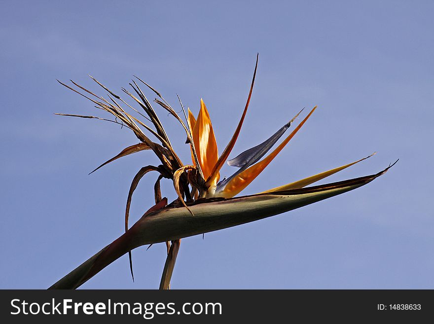 Strelitzia reginae, Crane Lily or Bird of Paradise