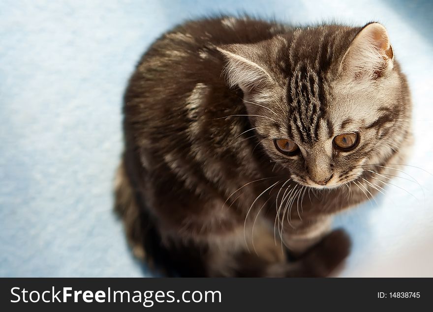 A British Shorthair kitten with the classic tabby markings is sitting on a blue floor. A British Shorthair kitten with the classic tabby markings is sitting on a blue floor