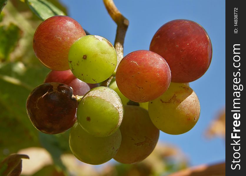 The fruits of grapes in different colors