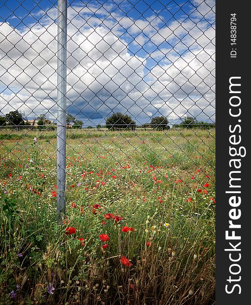 image of flield of roses and metal fence. image of flield of roses and metal fence