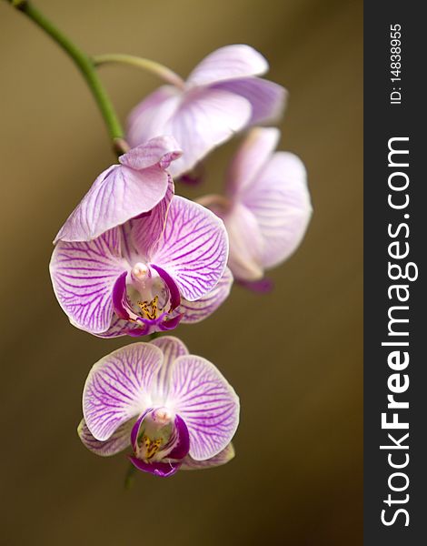 Beautiful purple colored orchid flower. Beautiful purple colored orchid flower