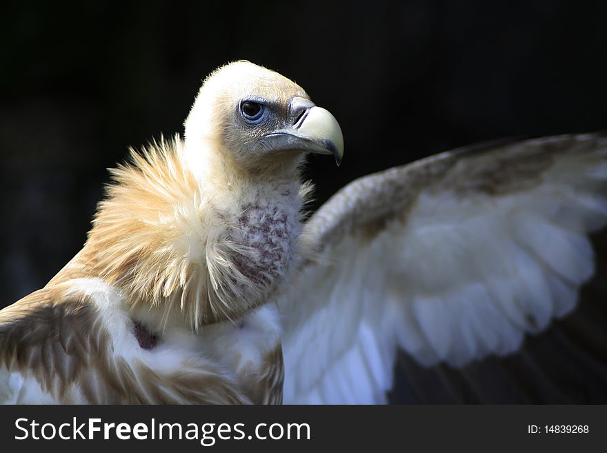 A bird is hunting outdoor for small animal