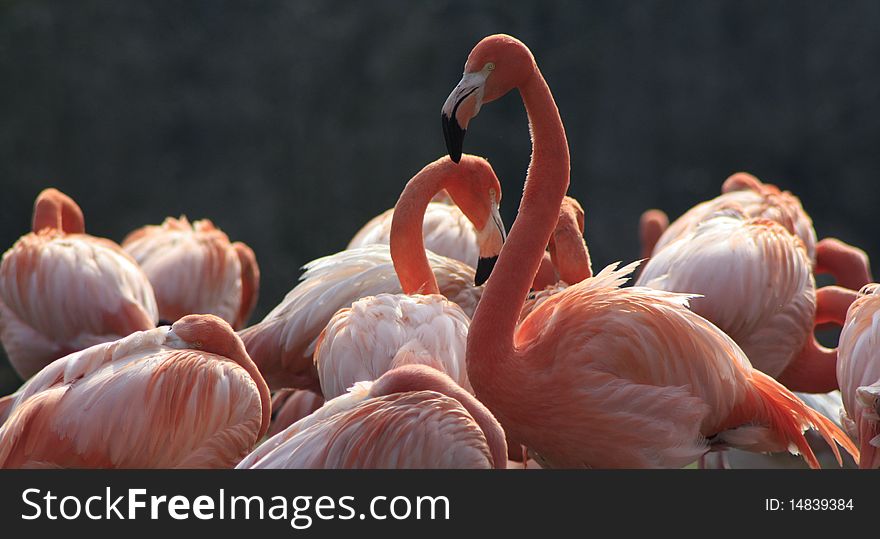 A group of flamingo in summer on a small lake. A group of flamingo in summer on a small lake