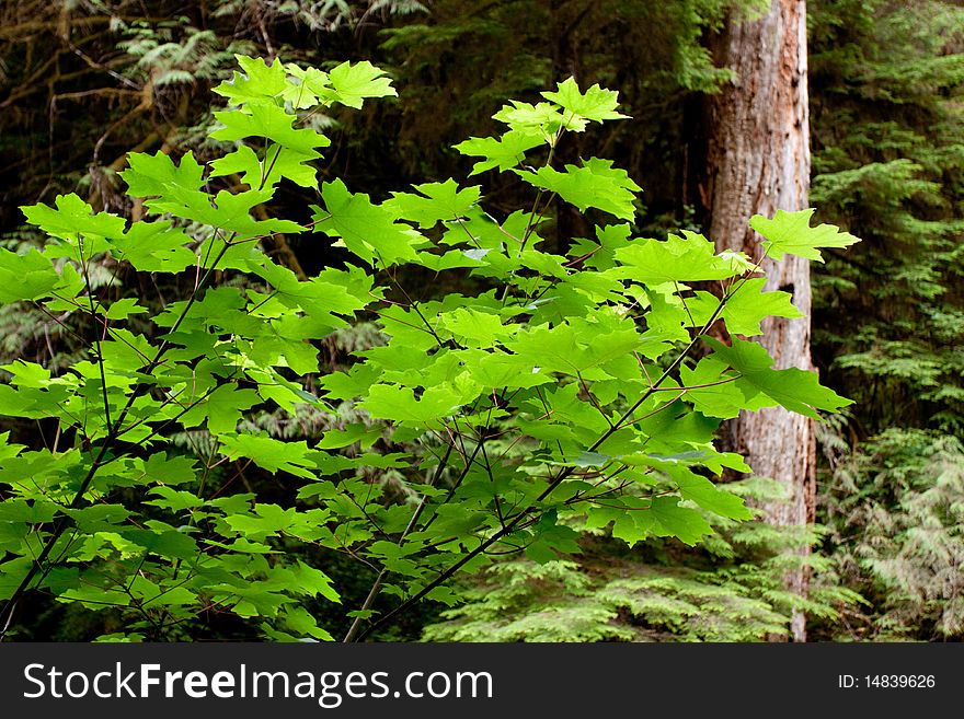 Green plants in Oregon wilderness. Green plants in Oregon wilderness
