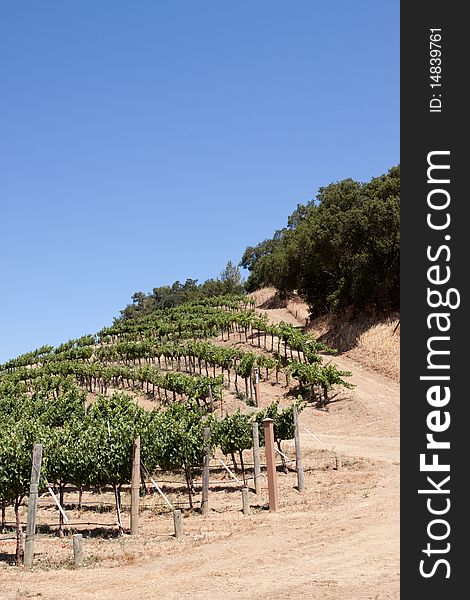 Scenic view of a Napa Valley vineyard