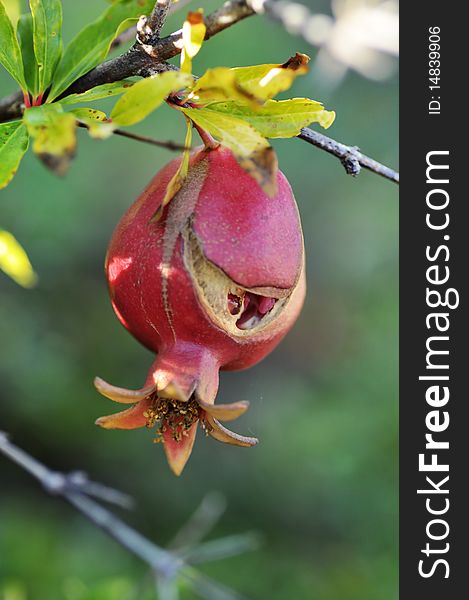 An image of a pomegrante on a branch
