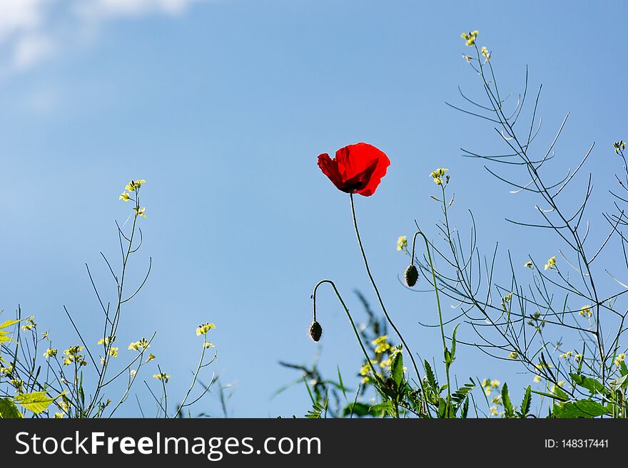 Red poppy flower and grass on spring sunny day in meadow and blue sky in the background