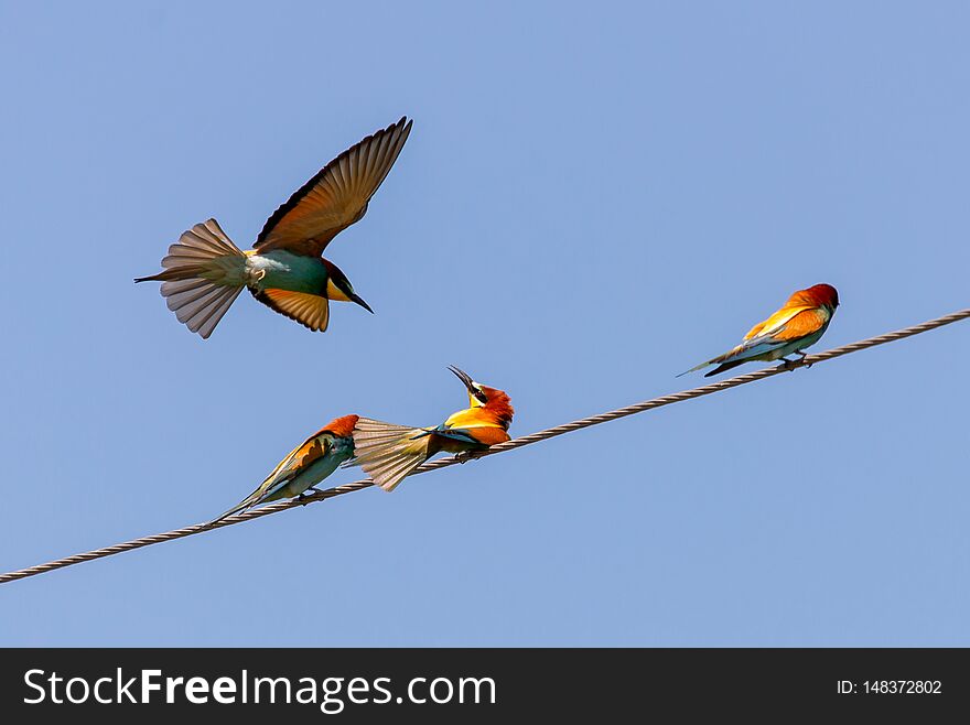 Bee-eater, European bee-eater bird on power line wire, apiaster, merops, yellow, blue, colorful, green, wildlife, beak, animal, motley, beautiful, couple, exotic, feather, feeding, red, bienenfresseer, colony, colorfull, colors, colourfull, eurasian, flyer, italy, move, spring, branch, nature, perch, africa, beauty, breeding, bright, claw, fauna, freedom, glance, glider, gull, metallic, missile, multicolor. Bee-eater, European bee-eater bird on power line wire, apiaster, merops, yellow, blue, colorful, green, wildlife, beak, animal, motley, beautiful, couple, exotic, feather, feeding, red, bienenfresseer, colony, colorfull, colors, colourfull, eurasian, flyer, italy, move, spring, branch, nature, perch, africa, beauty, breeding, bright, claw, fauna, freedom, glance, glider, gull, metallic, missile, multicolor