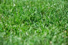 Cut Grass Royalty Free Stock Photos Cut Grass Royalty Free Stock Photos