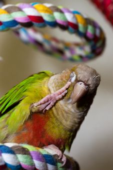Green Cheek Conure On Rope Perch Royalty Free Stock Photography Green Cheek Conure On Rope Perch Royalty Free Stock Photography
