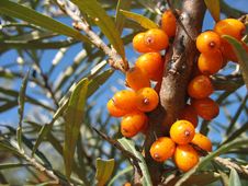 Sea-buckthorn Berries Royalty Free Stock Photography Sea-buckthorn Berries Royalty Free Stock Photography