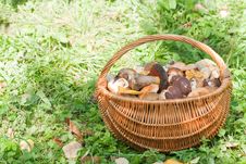 Mushrooms Royalty Free Stock Photos Mushrooms Royalty Free Stock Photos