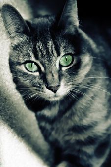Green Eyed Cat Royalty Free Stock Photo Green Eyed Cat Royalty Free Stock Photo
