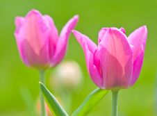Tulip Royalty Free Stock Image