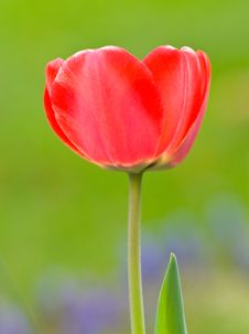 Tulip Royalty Free Stock Photos