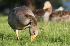 Greylag Goose Stock Photos Greylag Goose Stock Photos