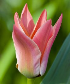 Tulip Royalty Free Stock Photography