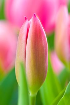 Tulip Stock Photography