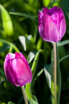 Tulip Stock Photo