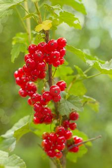 Red Currants On Bush. Royalty Free Stock Image