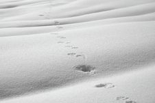 Animal Path In Snow Stock Image