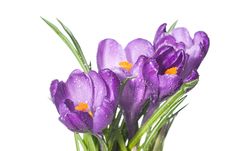 Crocus Bouquet With Water Drops Isolated On White Stock Photo