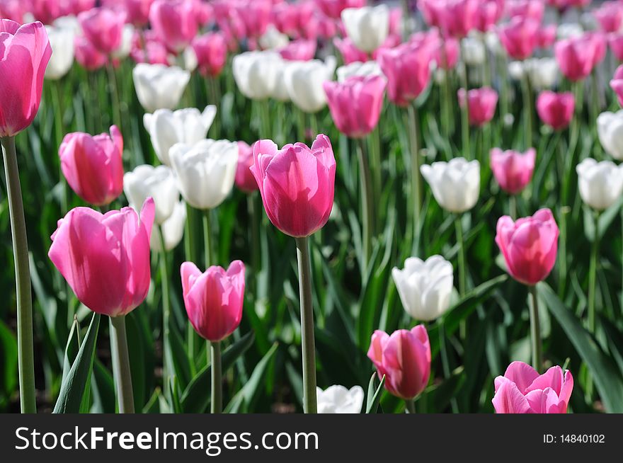 Beautiful tulips. Best for background