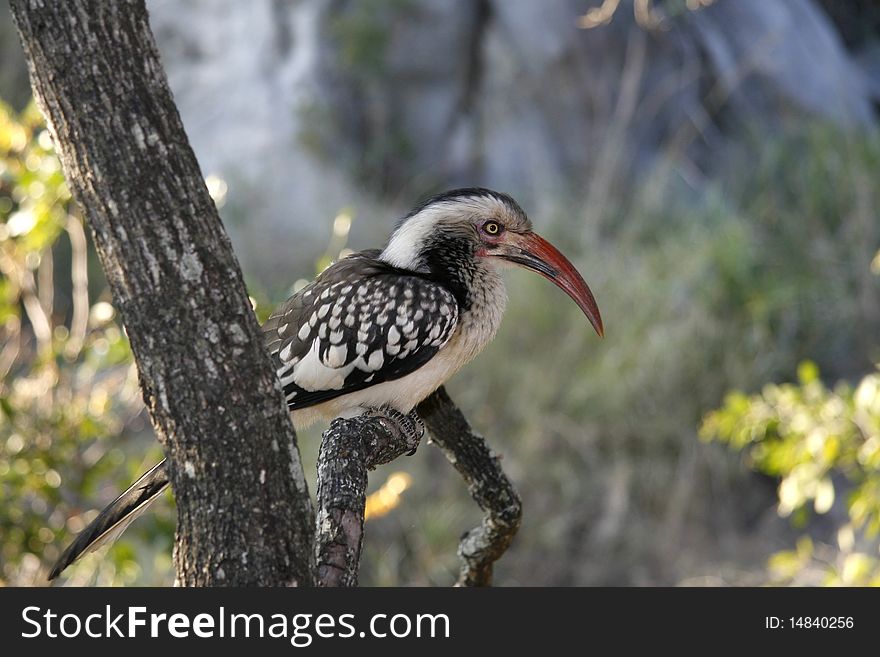 Red African Hornbill sitting on a branch in african lowveld.