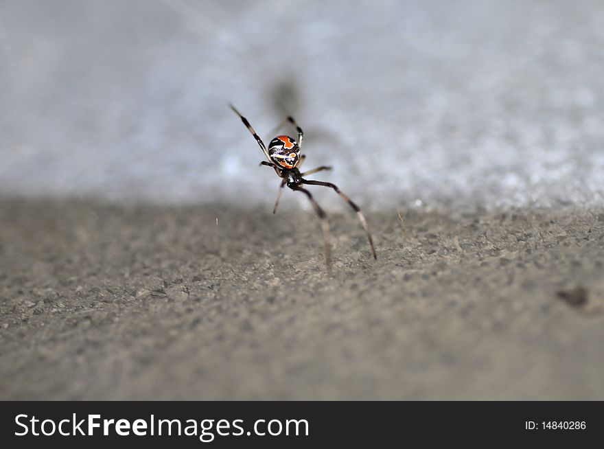 A picture of a creepy spider