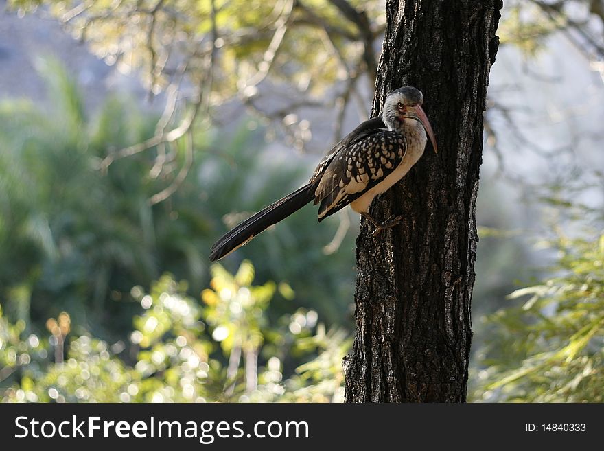 Red African Hornbill sitting on a tree in african lowveld. Red African Hornbill sitting on a tree in african lowveld.