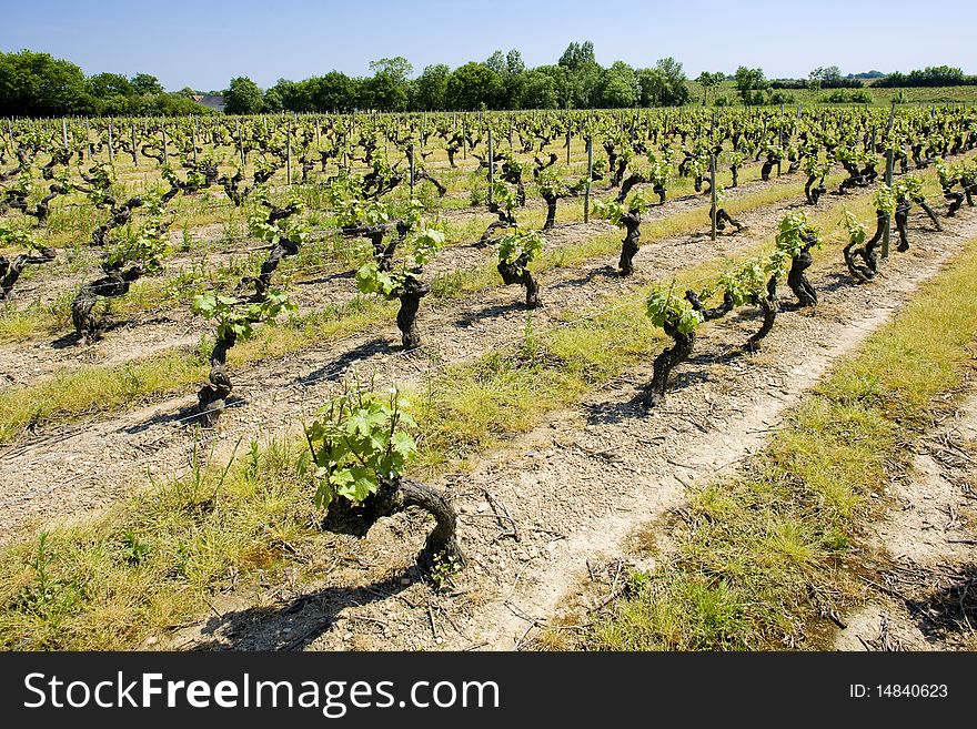 Vineyard in Loire Valley, France. Vineyard in Loire Valley, France