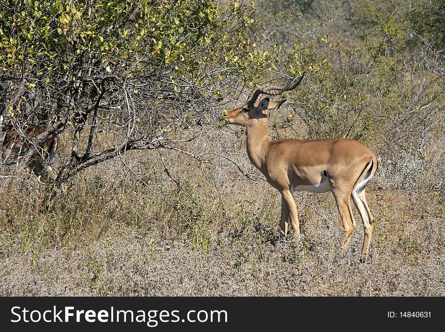 South African Impala enjoying a meal