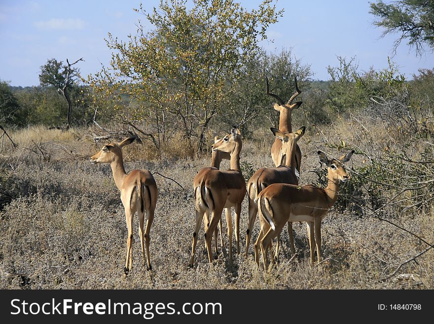 Small impala herd consisting of one male and five females.