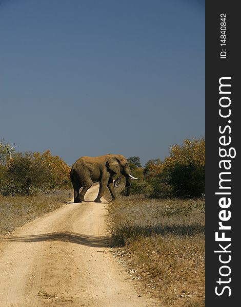 Elephand Crossing