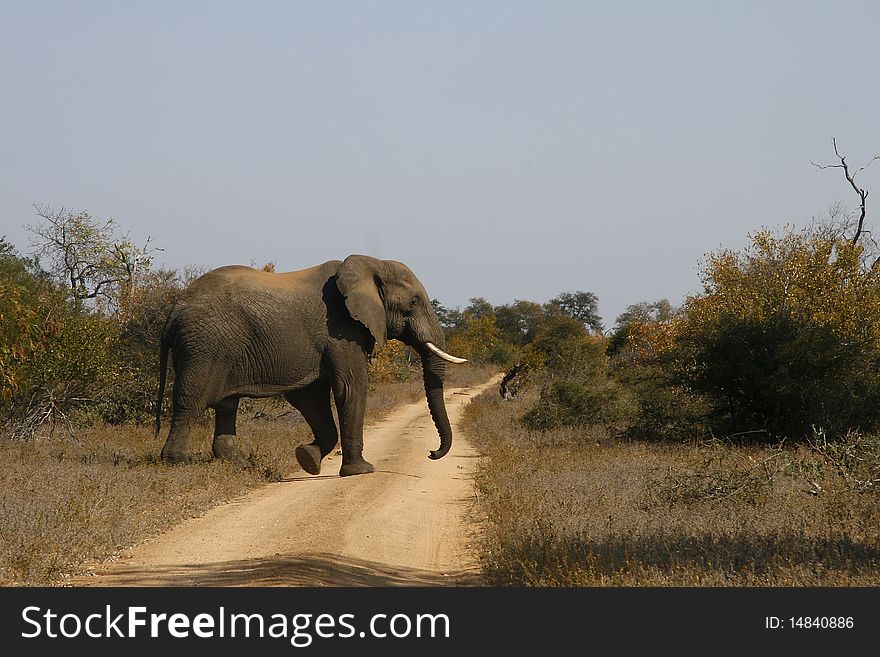 Large African elephant crossing the road. Large African elephant crossing the road.