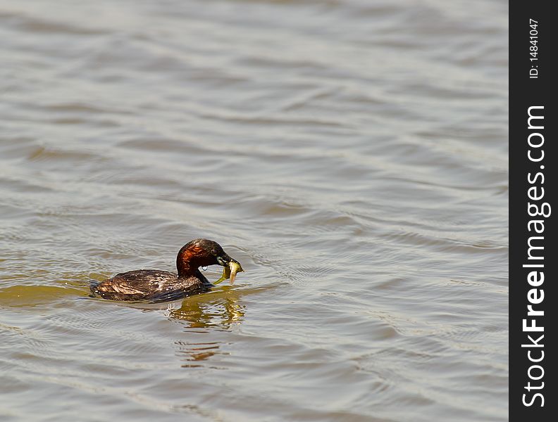 Little Grebe catches a fish