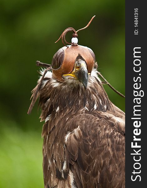 Eagle with a green background