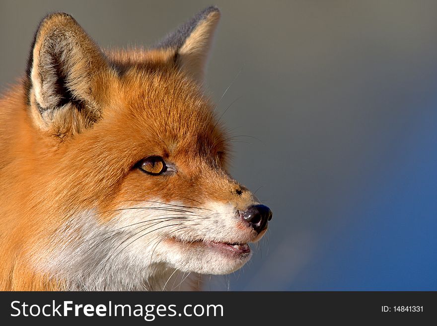 Fox portrait in National Park Retezat, Romania