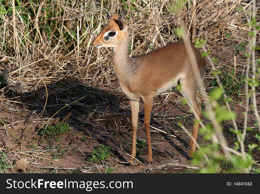 Dikdik hiding in scrub, Tanzania