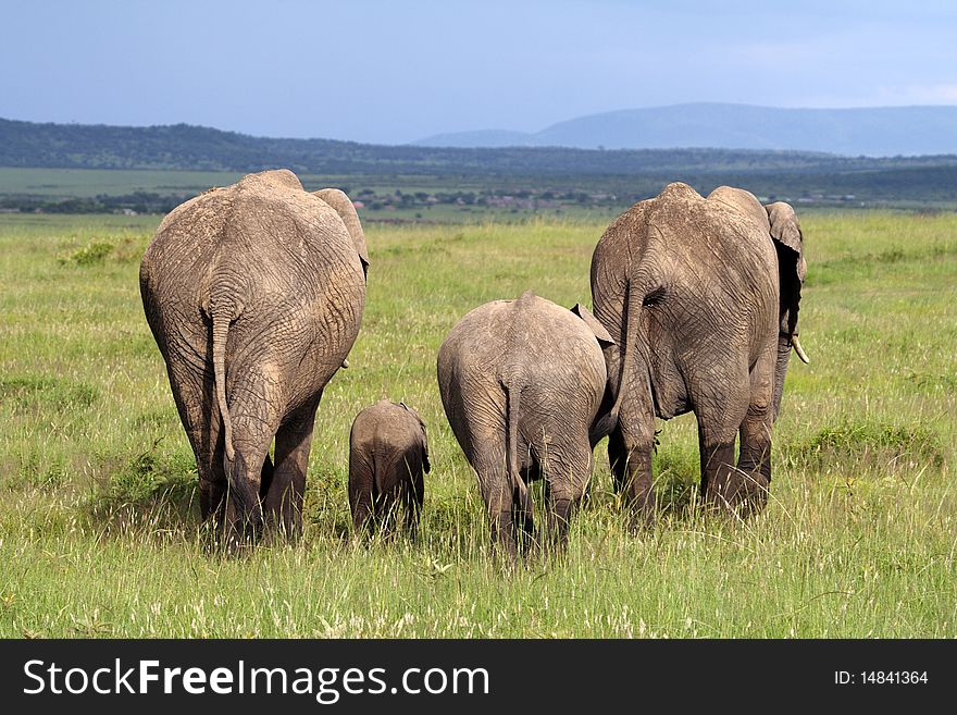 The end: elephant family walking away