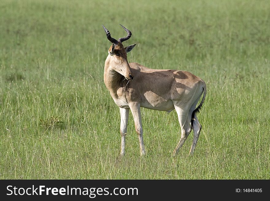 Hartebeest Antelope, Masai Mara, Kenya